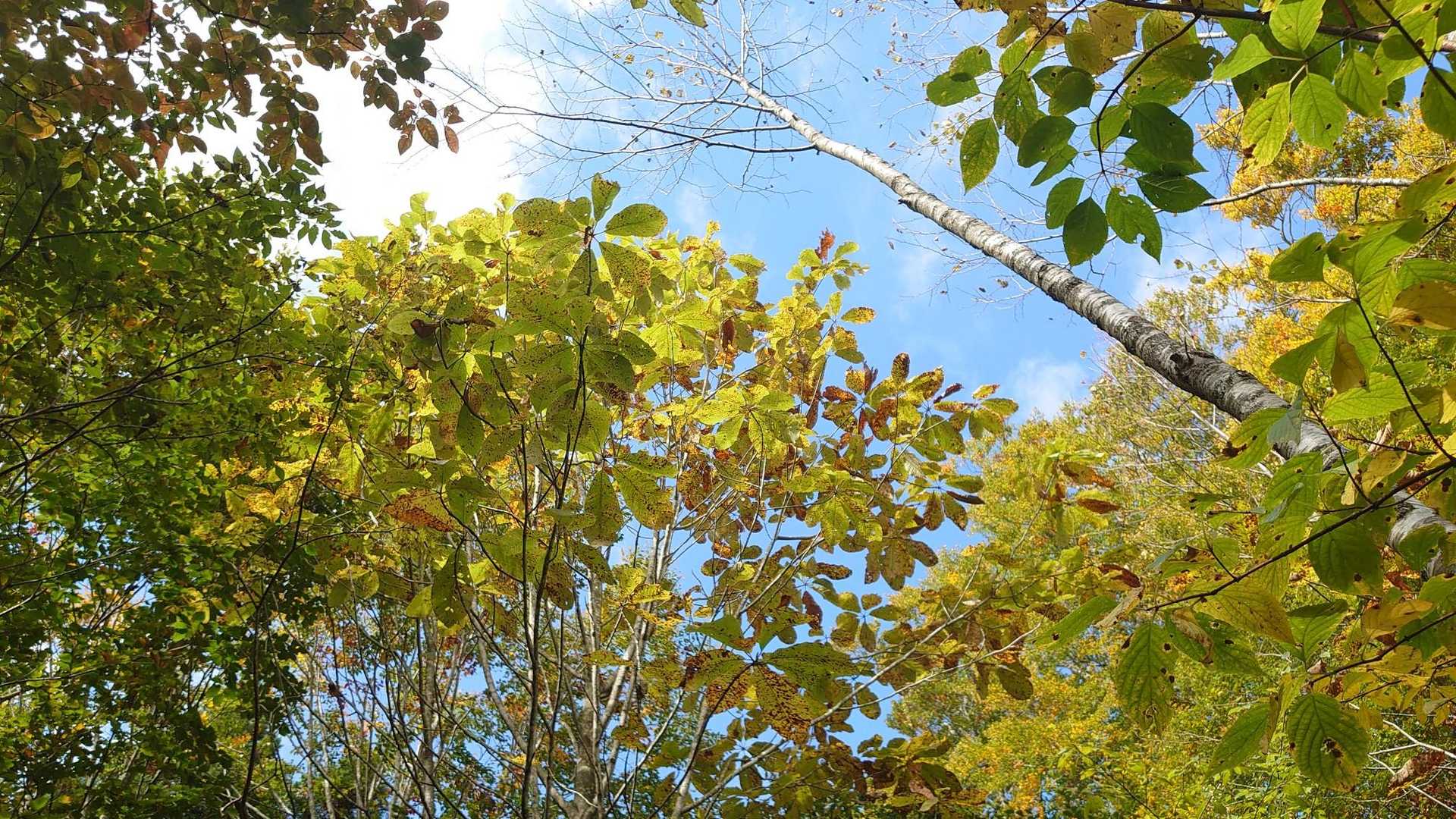 色付きはまだまだこれから🍁
