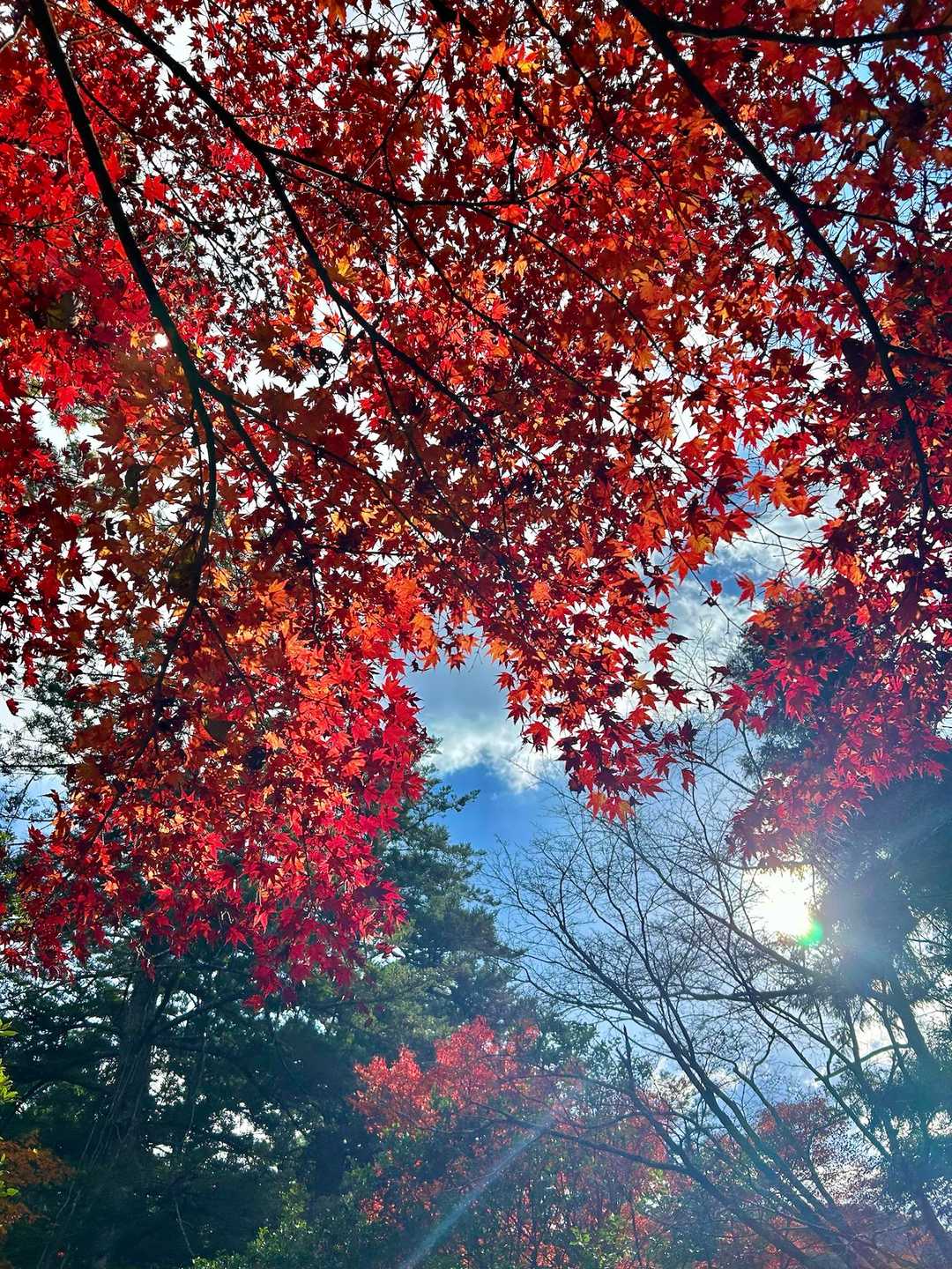 弥山登山道入口-弥山 往復コースの写真