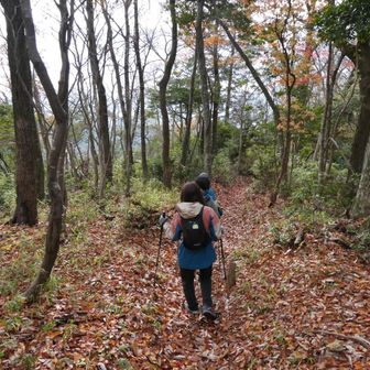 ふかふか落ち葉