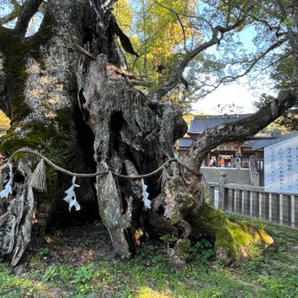 
天然記念物の大楠がすごかった😆
