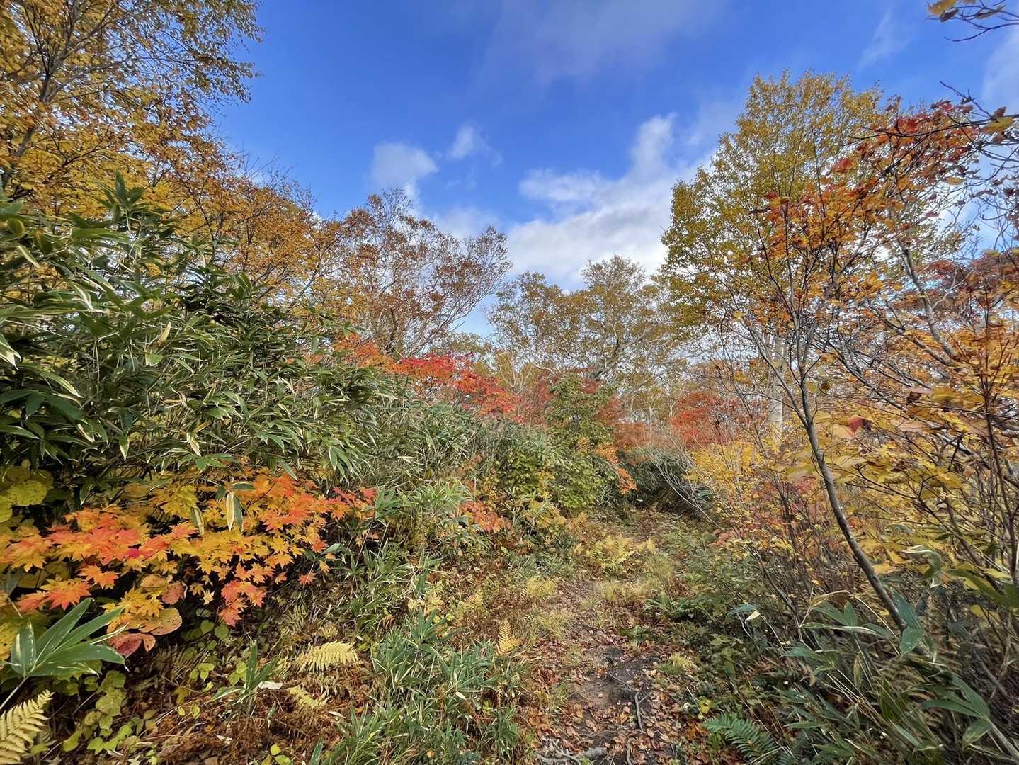 積丹岳登山口-積丹岳 往復コースの写真
