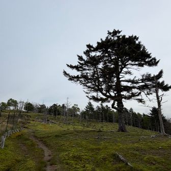 立ち枯れの中、特徴的に目を引いた木。