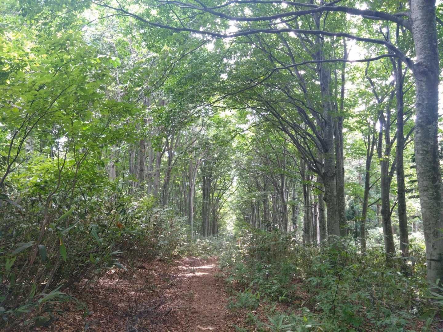 街路樹みたいなブナのトンネル🌳🌳