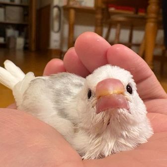 ひなた