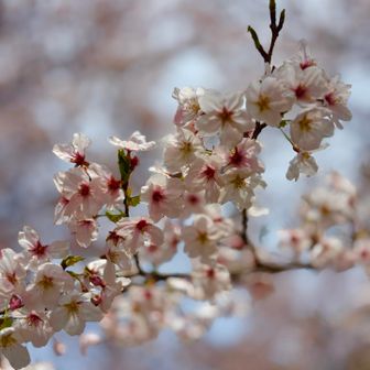 また来年だね🌸