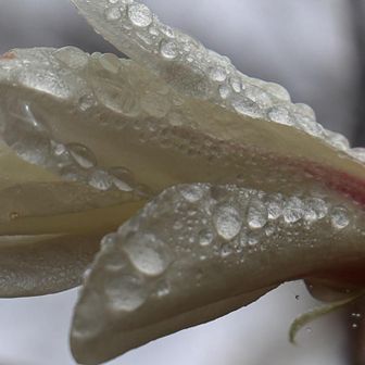 雨露が良い