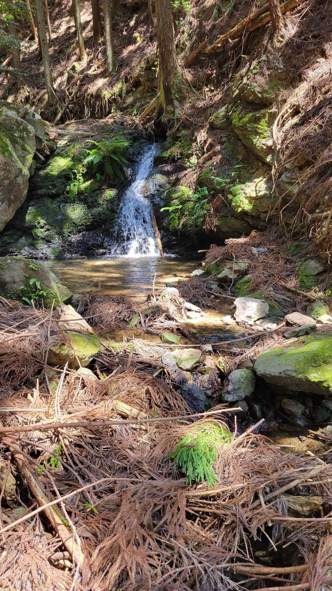 綺麗な渓谷なんですが、周りが杉ばっかりなので山野草がほとんどない死の山なのが残念ですね🌲