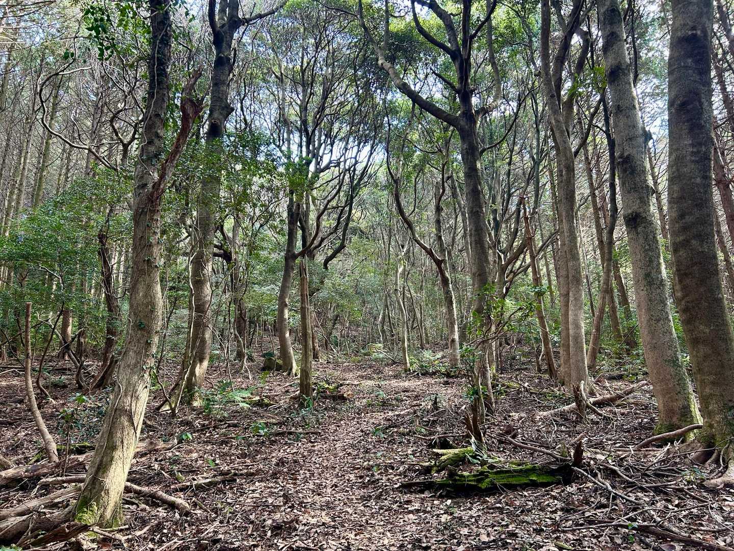 森の中の広場🌳
自分がちっちゃく感じるほど
スケールの大きい広場です☝️