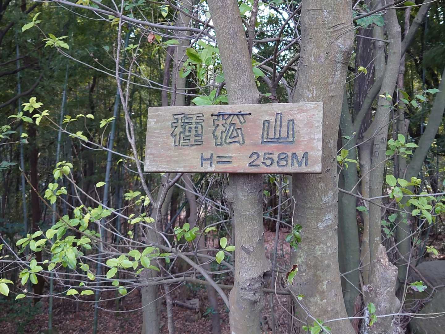ピークへ登ってみたら、種松山山頂🚩で、山名板も吊るされています。