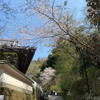 飽きませんね🌸