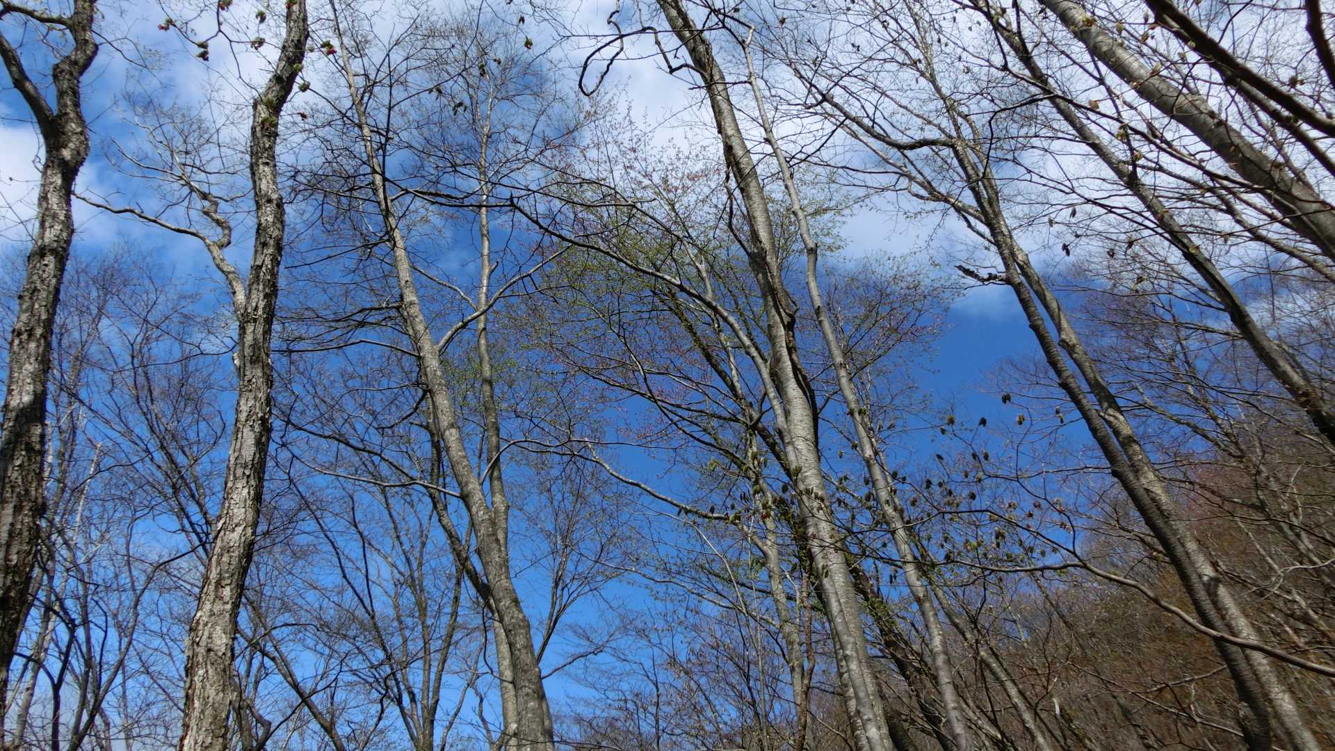 雲が取れて青空になってきましたー！風の音も凄いですけど。