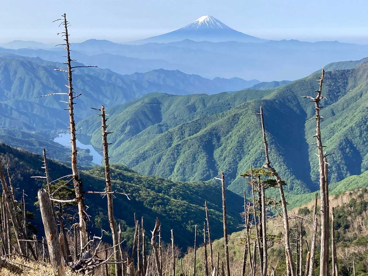 立ち枯れの尾根道から富士を望む