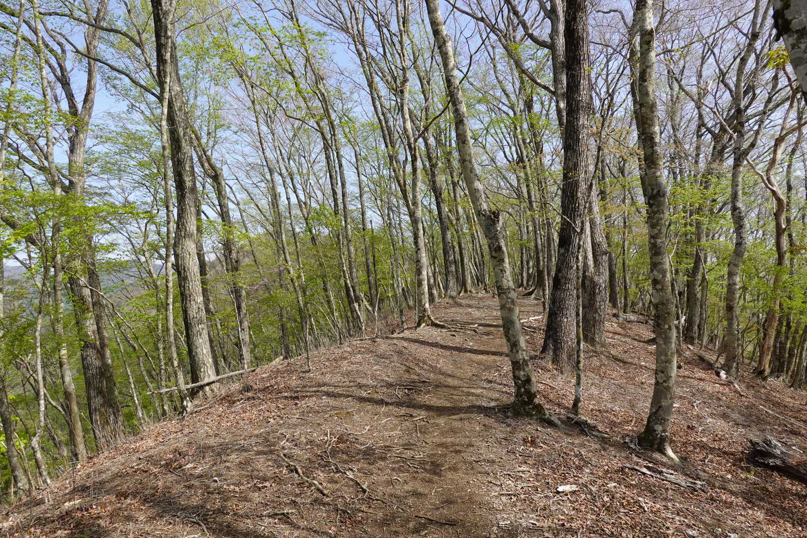 気持ちのよい尾根道。こんな感じの道が所々出現します。