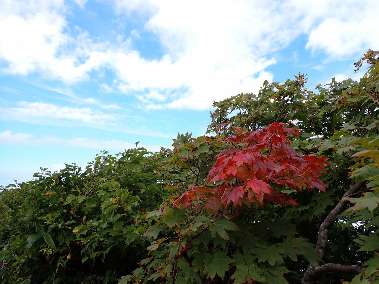 紅葉？