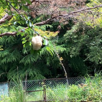 ヤング広場の池の上　モリアオガエルの卵🥚