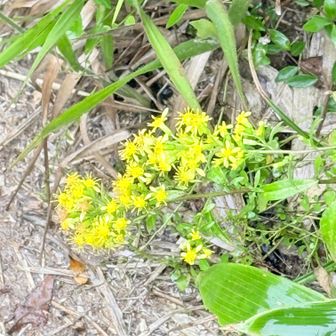 分岐から少し下ったところのアキノキリンソウ。この花も随所で見かけた。