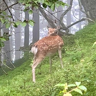 ハイジの次はバンビちゃん🦌
綺麗な鹿の子模様だったので子鹿かと思いましたが、鹿の子模様は大人でも出るんですって🦌

✳︎鹿の子模様
鹿は年に２回毛変わりをするが、夏毛に鹿の子模様という白い斑点が出る。この模様は、子鹿だけでなく大人の鹿にも出る。
鹿の子模様は人間の指紋のように１頭１頭違い模様は一生変わらないと言われている。

日本の伝統模様の一種。
鹿の子模様には、鹿は多くの子を産むことから家族の繁栄を願い、神聖な鹿の模様を身に纏うことで災いから身を守るという意味が込められている🦌