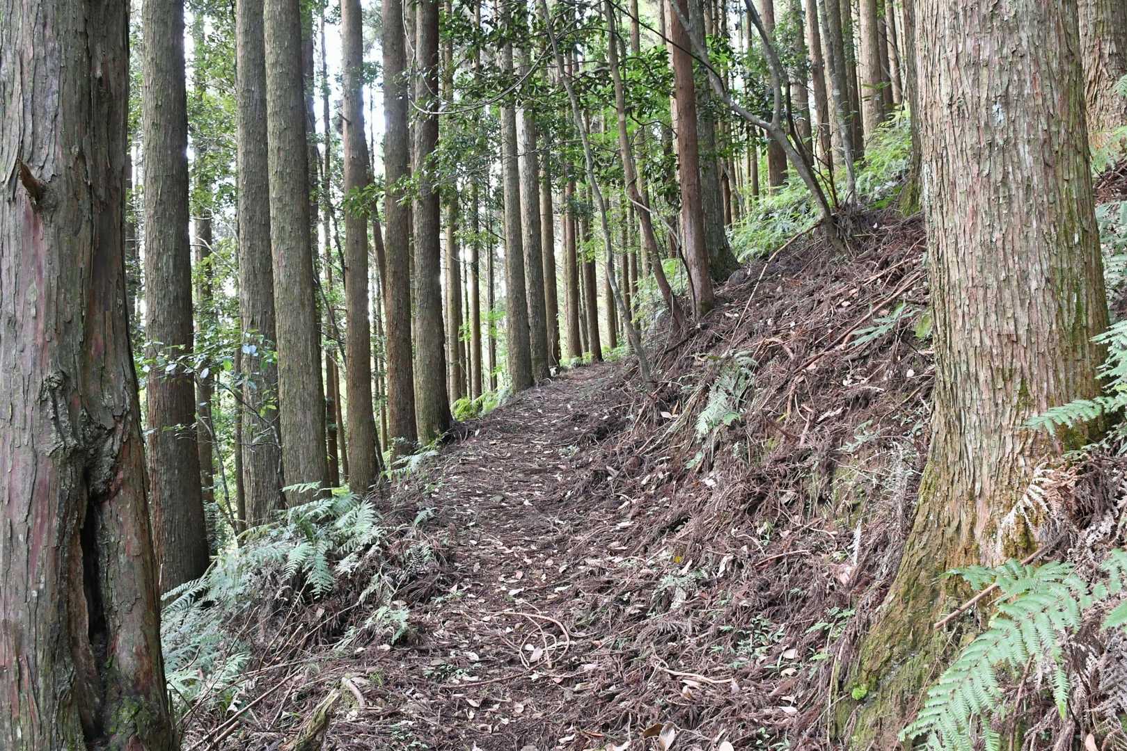 樋口滝へのルートですが綺麗に整備され草木も無くて歩き易く整備して頂き有難うございます。