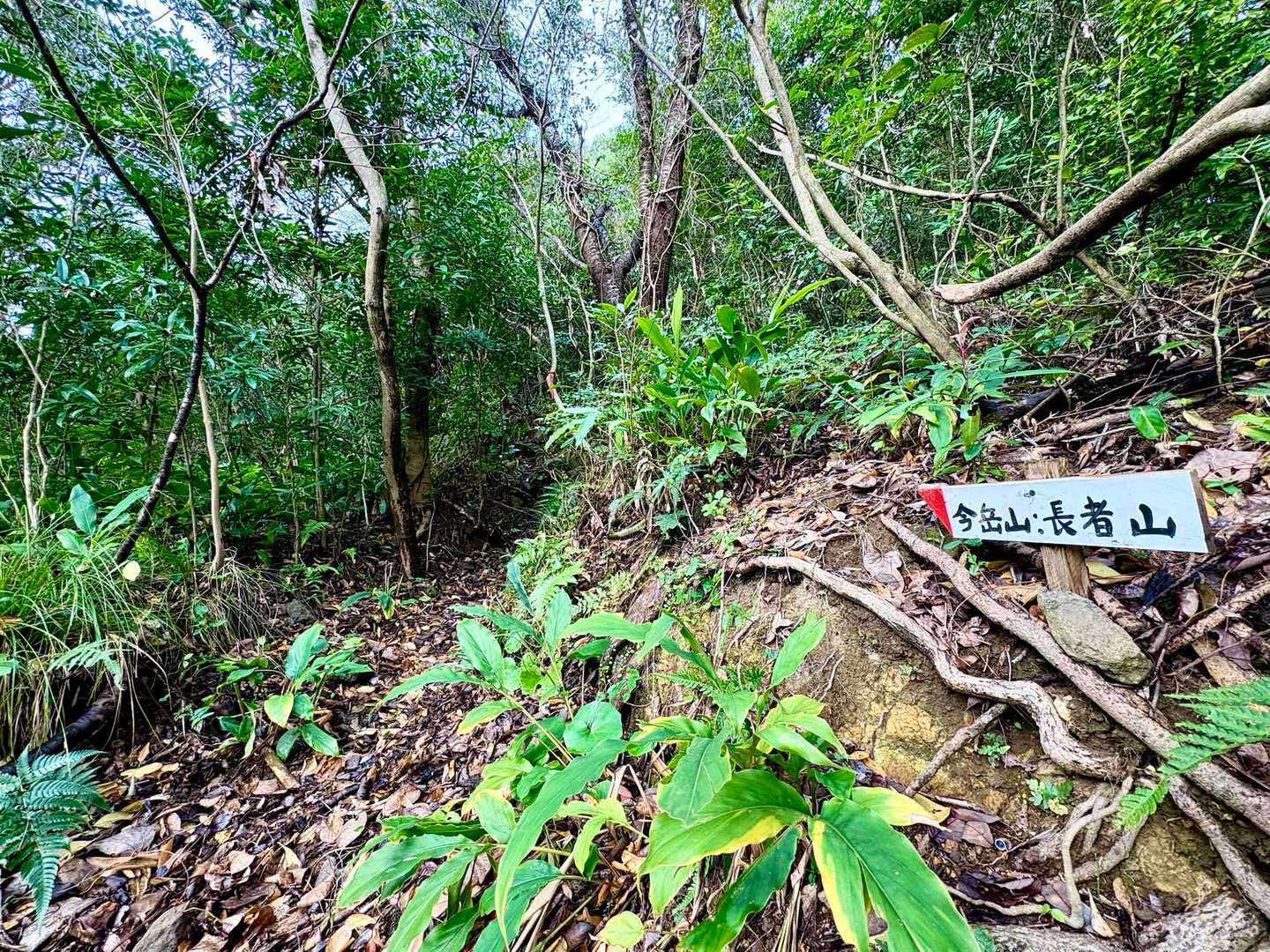 登山道に入ると今のところ無風です🙄