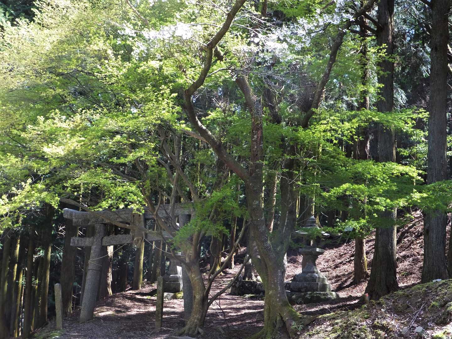 堀坂峠-堀坂峠の高-観音岳 往復コースの写真