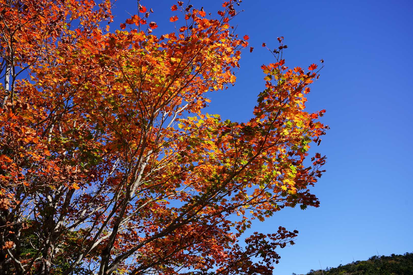 本日１番鮮やかだったMaple🍁