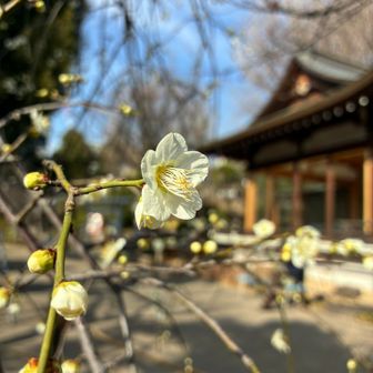 枝垂れ梅