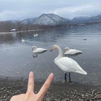 白鳥たくさん！
11から３月まで