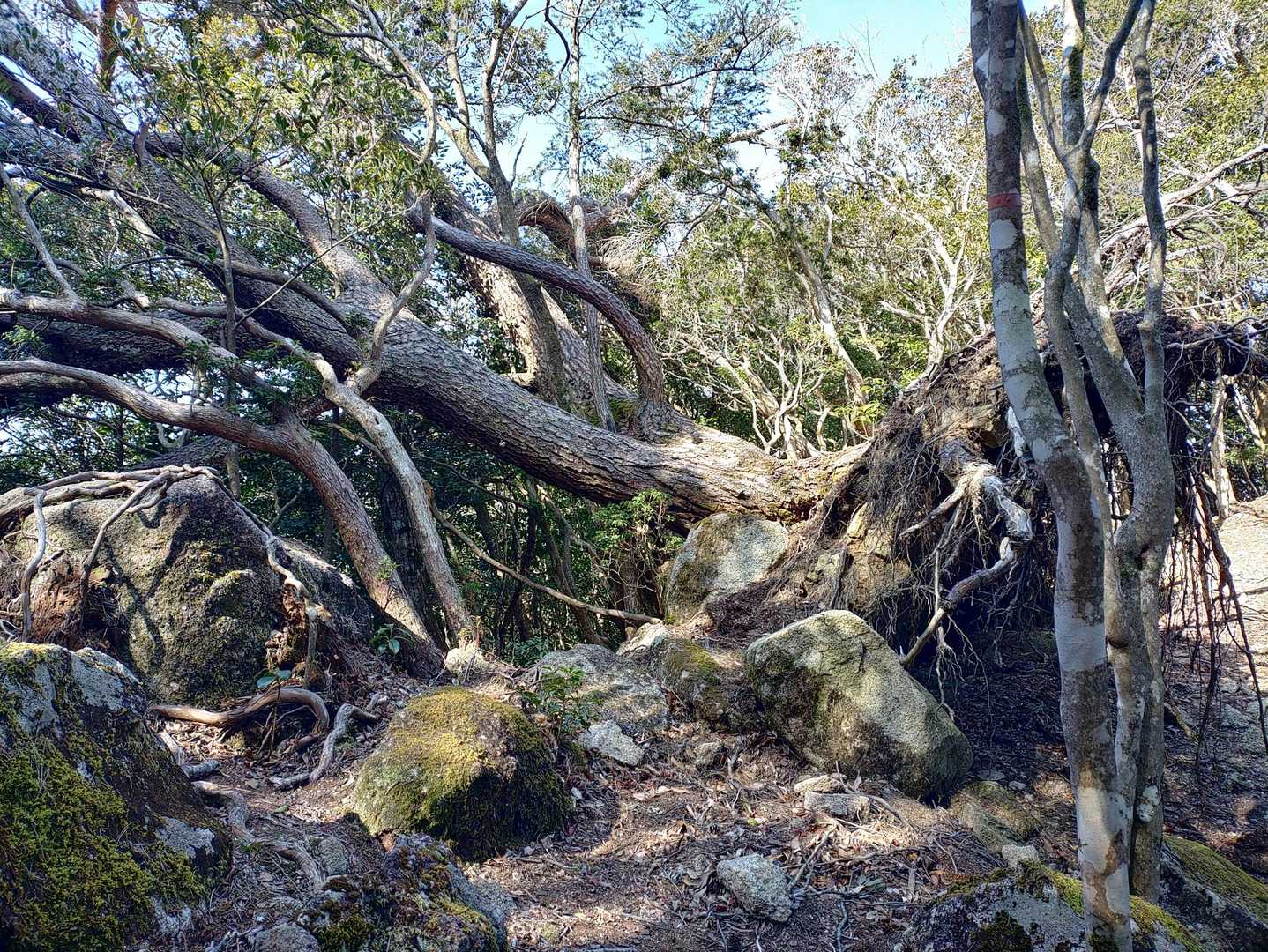 桐原側登山口-子ノ泊山-桐原側尾根登山口 周回コースの写真
