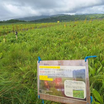 鹿の食害がひどくて、電気柵で一部を囲い、実証試験してました🦌
エゾカンゾウの復活を願います