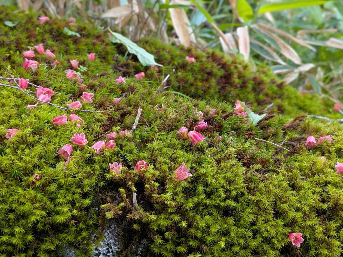 苔に落ちた花が可愛い♡
