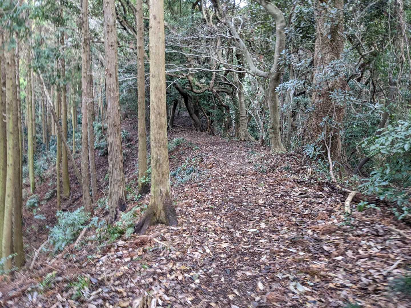 登山道はこんな感じの道が続く