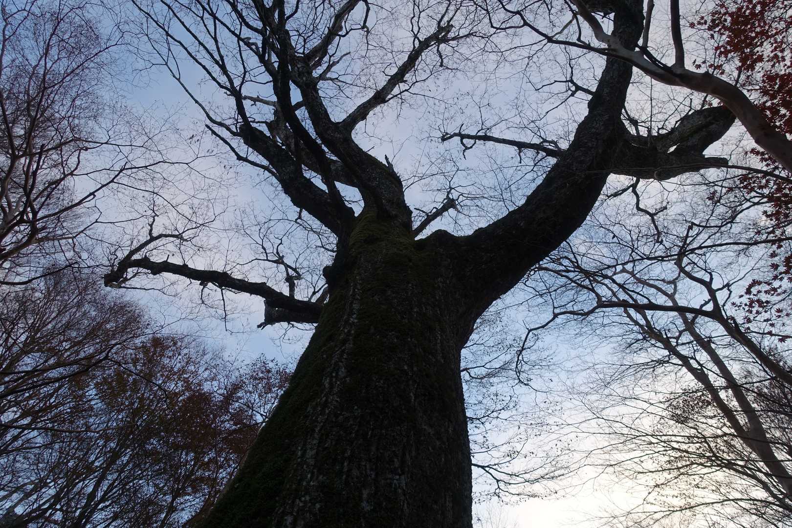 麻布山登山口-三森-麻布神社奥宮跡-麻布山-戸中山-前黒法 往復コースの写真