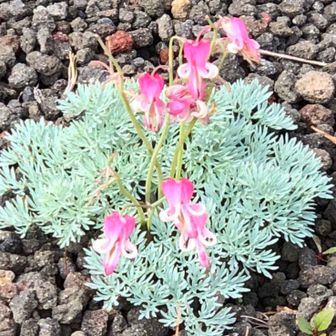 焼走りコマクサ