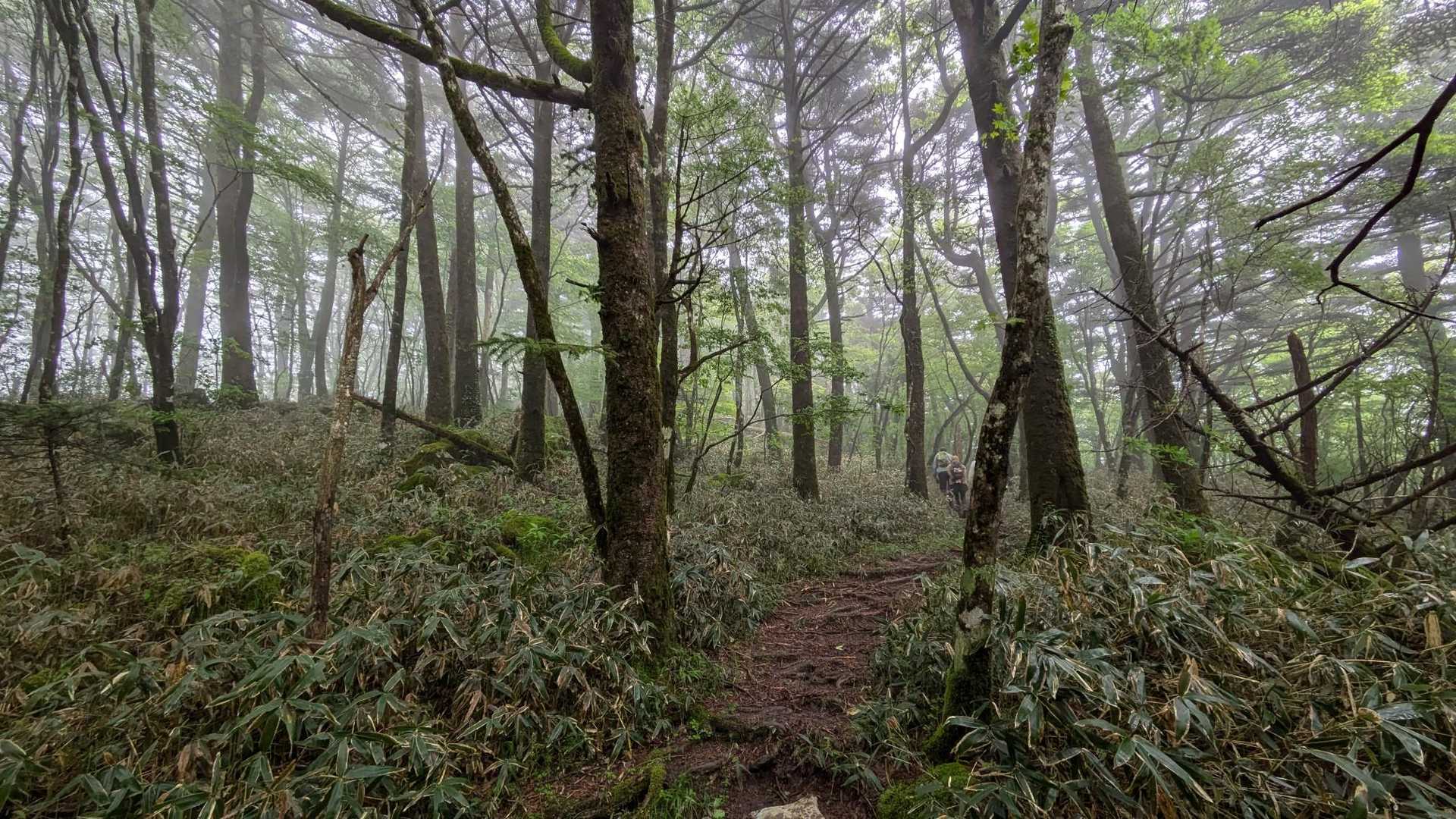 樹林帯