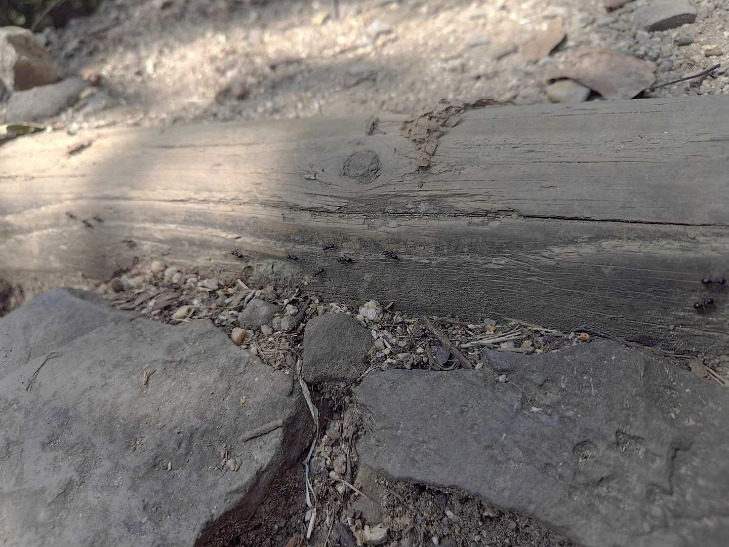 蟻の高速道路
めっちゃ早い🐜