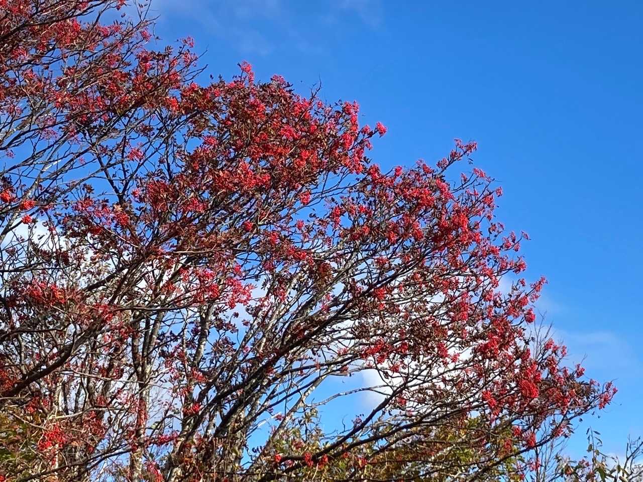 🍁