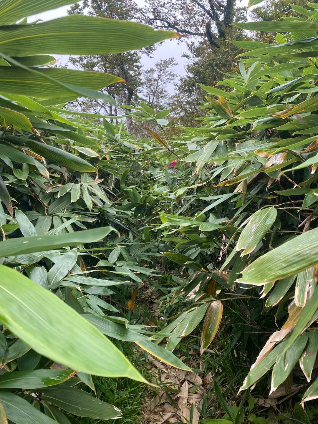 山頂付近は薮💦