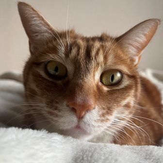 Cinnamon