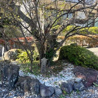 こちらは、嵐・二宮くんの参拝記念の桜かな？