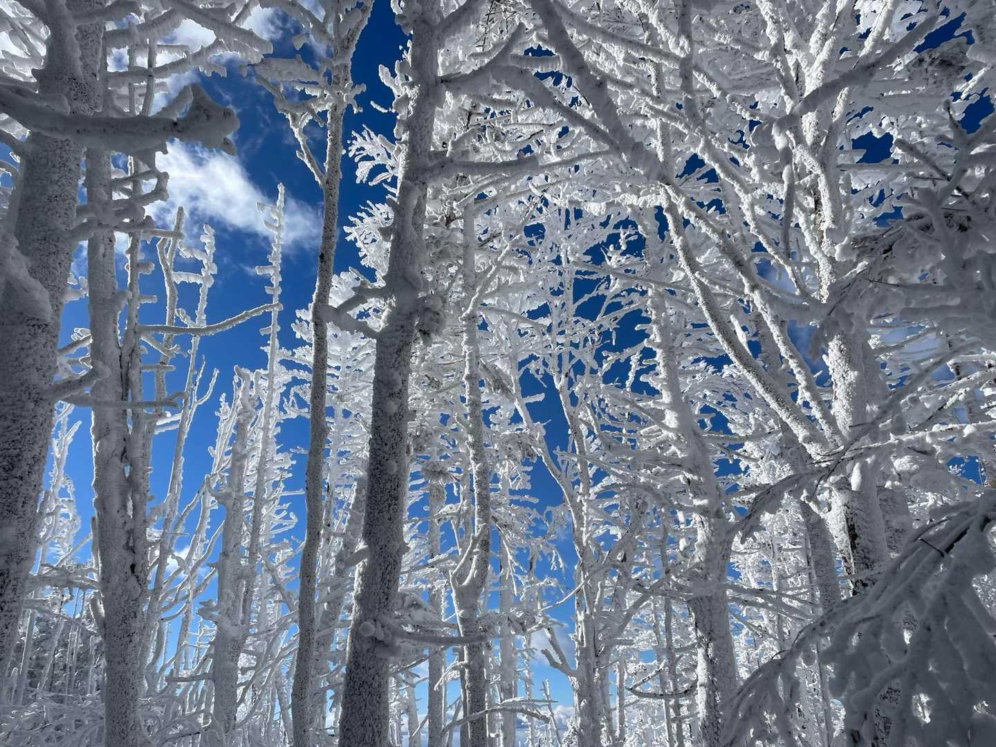 アートな霧氷❄️