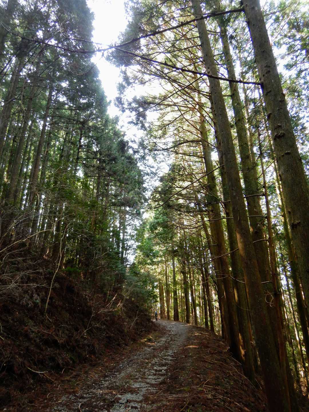 愛知県の東海自然歩道を静岡県方向に歩きます。
