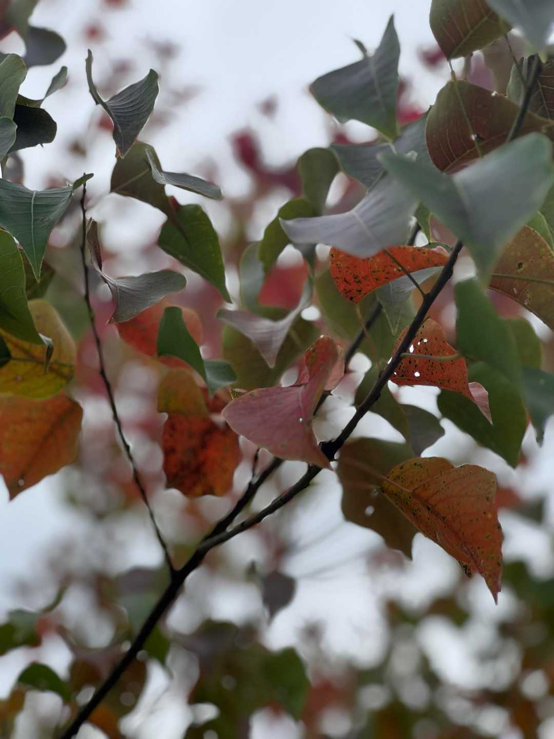 すっかり秋🍂やねー