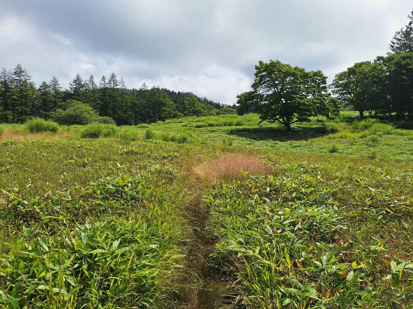 八島湿原バス停-八島湿原入口-霧ヶ峰湿原植物群落-男女倉山 周回コースの写真