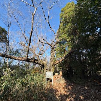 ひっそりと山頂