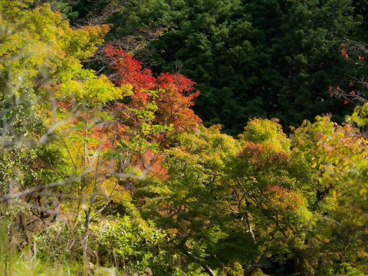 龍王山 周回コースの写真