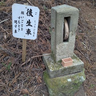 初めて見ました