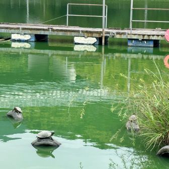 日光浴中の亀ちゃん🐢