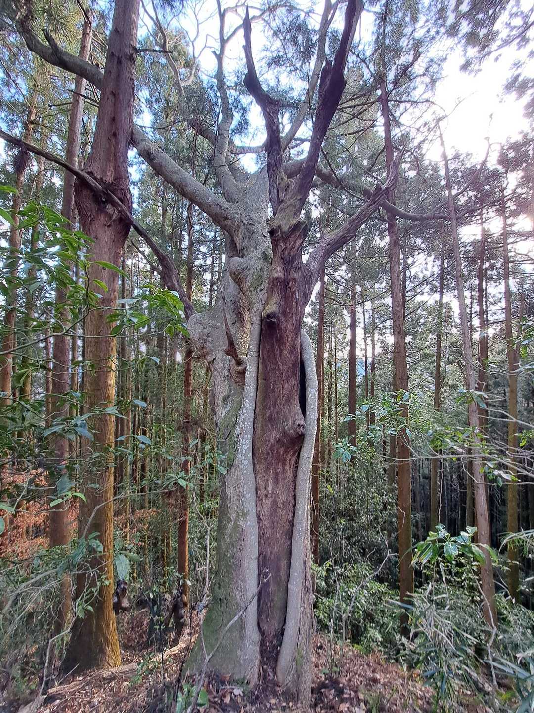 この木がスゴい✨素晴らしい⤴️
中の木は？外側は欅です🌳枝が欅を突き破り枝が出ています🌳
千手観音に見えてきます🙏
五社山の千手観音と名付けたい😚
