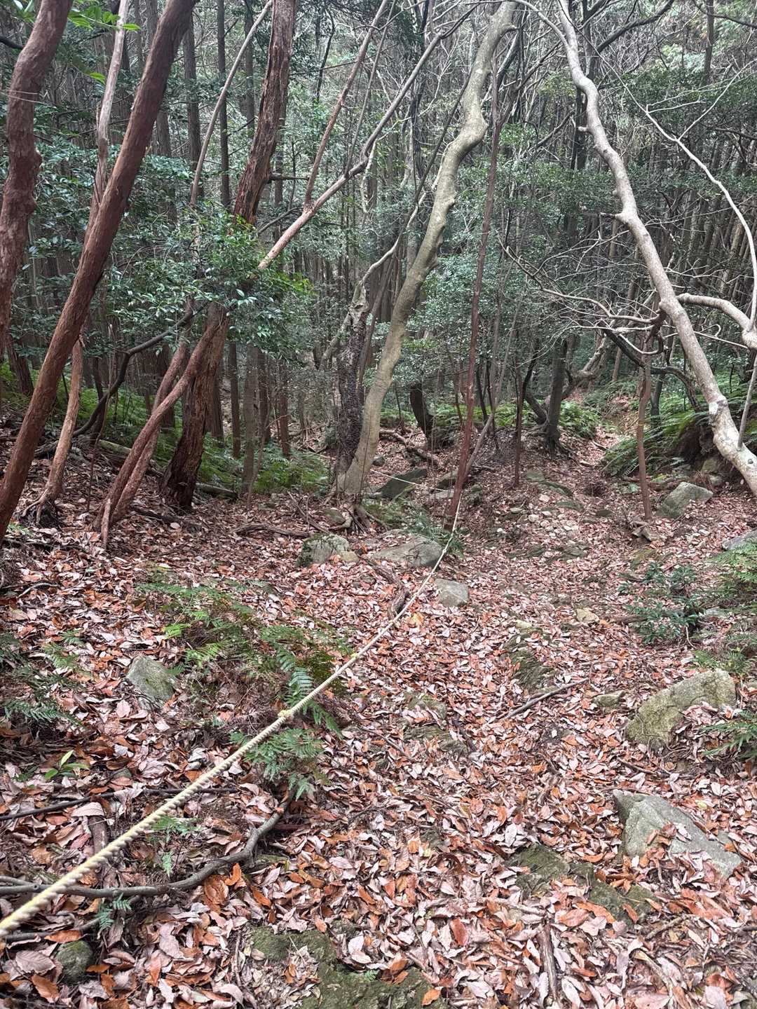祠の裏からそのまま登山道へ☺️
途中ロープ場もあり🪢
使わずに登れるけと、石に苔が付いてるので滑る時はありがたい🙌
