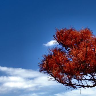 これからもっと秋が進むねぇ